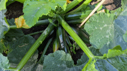 die erste Zucchini dieses Jahr