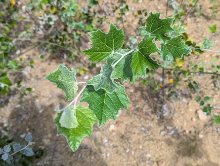 wird gekauft, für unseren Garten!